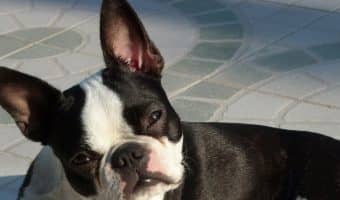 Can dogs actually count?
