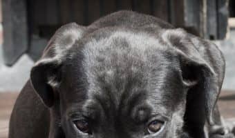 Fact or fiction: do dogs get embarrassed? Find out if Fido is secretly flushing with mortification when you call him your itty bitty boo boo bear!