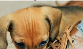These 12 cute dog pictures really make us wish we were on vacation right now! Check them out and start planning your vacation with Fido!