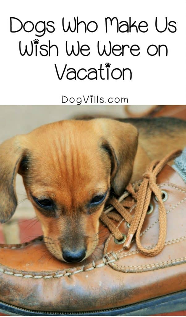 Cute Dog Pictures 12 Dogs That Make Us Want to Go on Vacation