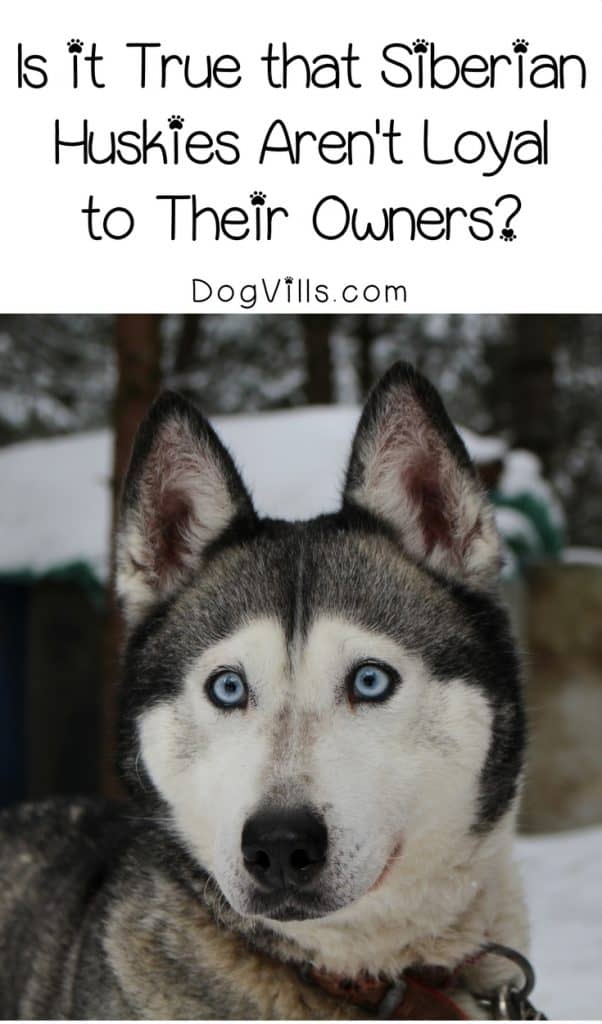 should i get a male or female rabbit