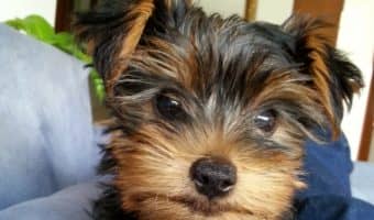 Keep your new pup from destroying your home with these practical tips for puppy-proofing furniture. Check them out!