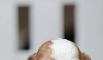 New Dog Owner Checklist - 12 Must Haves