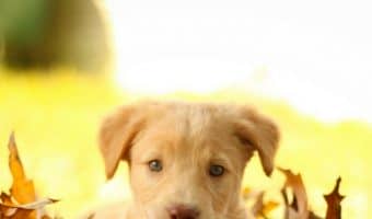 Potty training a puppy doesn't have to be a nightmare. These do's and don't's of potty training a puppy can help you make it through with minimal stress.