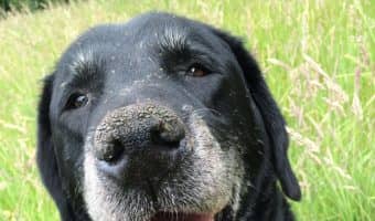 Older dogs have much different needs than their puppy counterparts. Check out 7 must-haves for your senior dog checklist!