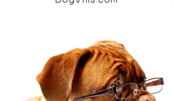 Should you get a pet dog in college? There are a few important factors and adoption tips to consider before you make that decision. Check them out!
