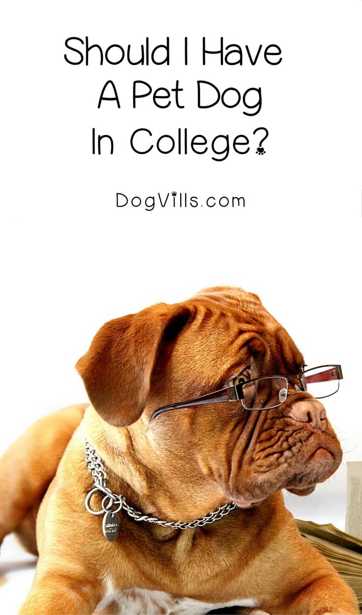 Should You Get a Pet Dog in College 4 Things to Consider DogVills