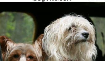 Traveling with your dog? Check out 8 must-have essentials to pack in Fido's bag!