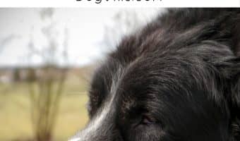 Knowing what to watch for as your dog ages can help keep your senior pooch healthier and more comfortable in his older years. Check out our guide!