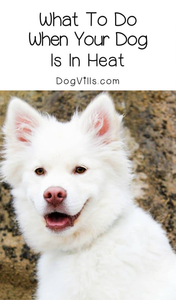 what does dog in heat mean