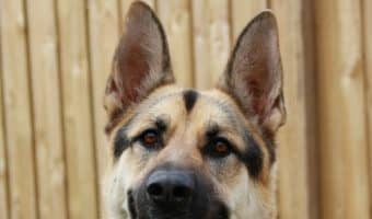 Wondering if your dog will protect you if you’re attacked? It really depends on training. Learn more!