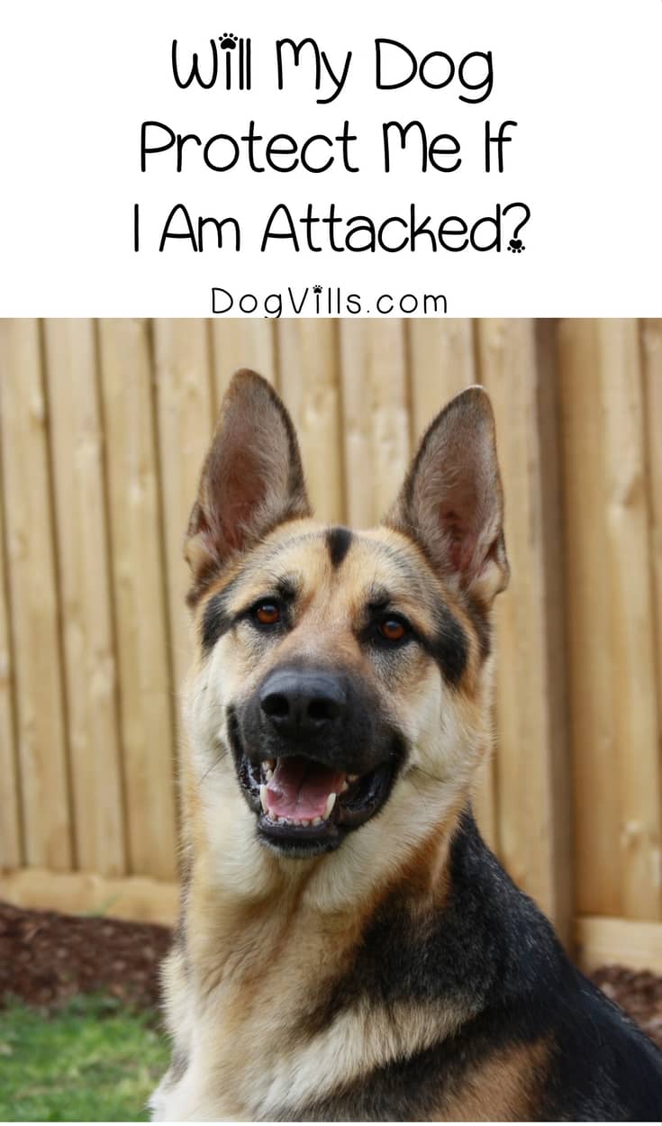 Will My Dog Protect Me If I Am Attacked? - DogVills
