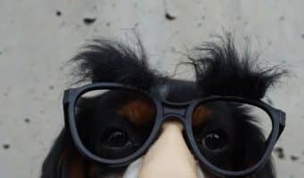 Need a laugh? Check out these funny dog pictures of 10 times dogs outsmarted us all! These are some clever pups!