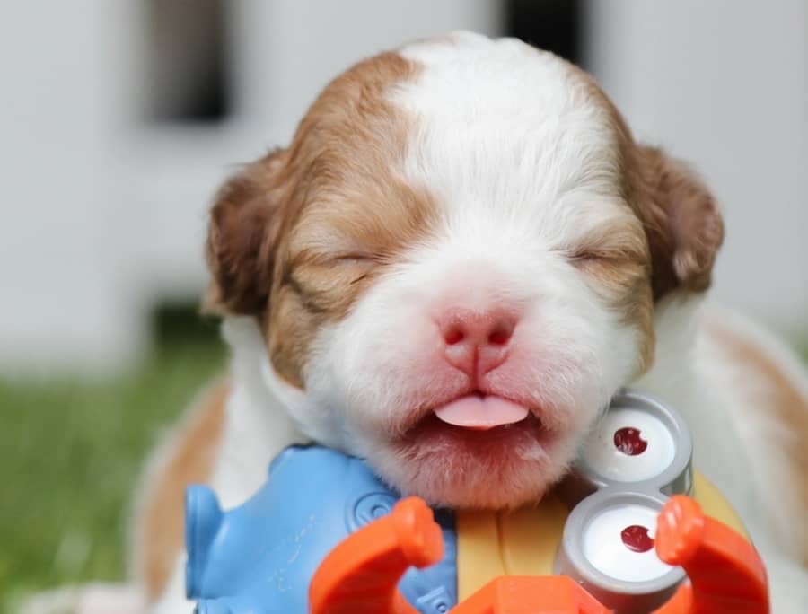 New Dog Owner Checklist 12 Must Haves http//www