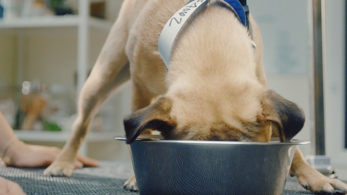 PetSmart makes it easier than ever to give back to pets in need through their Buy a Bag, Give a Meal program. Learn more now!