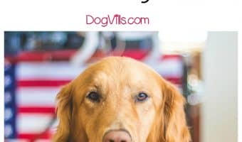 Looking for a little happy dog news to brighten your day? Check out the story of a Golden who loves hockey!