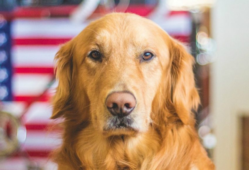 Looking for a little happy dog news to brighten your day? Check out the story of a Golden who loves hockey!