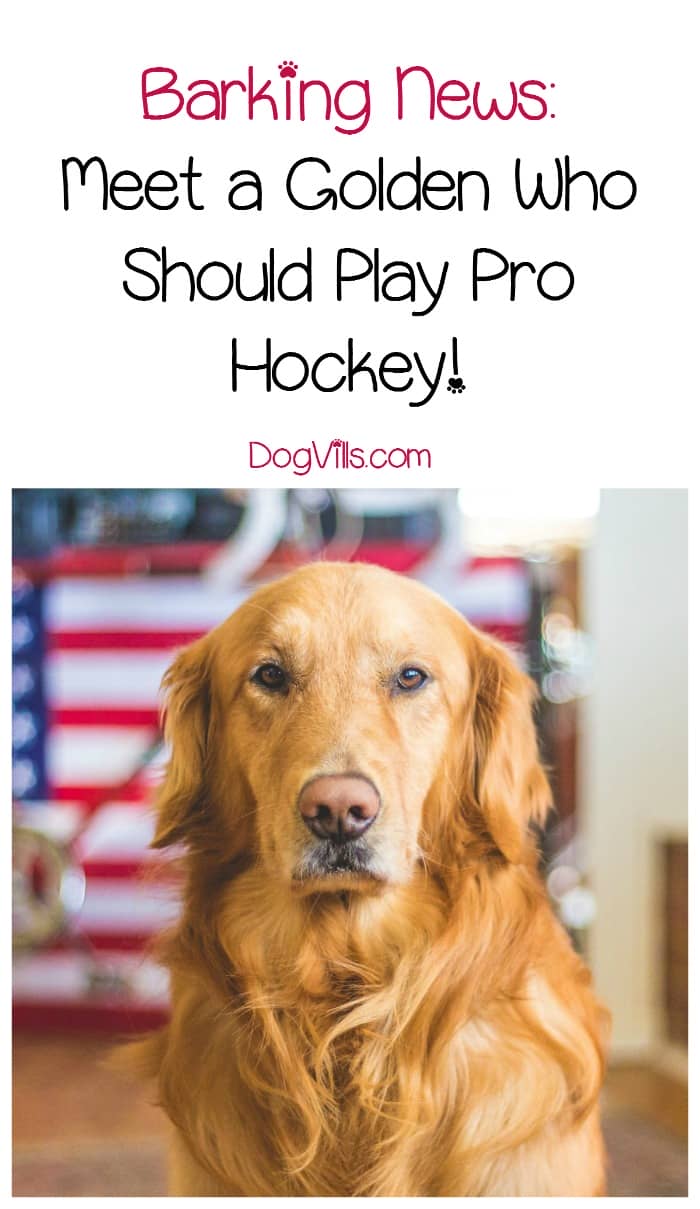 This Dog Should Be a Hockey Player! DogVills