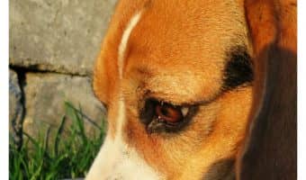 Before you try making your own homemade dog food, check out these must-know guidelines to find out what you need to know before trying it!