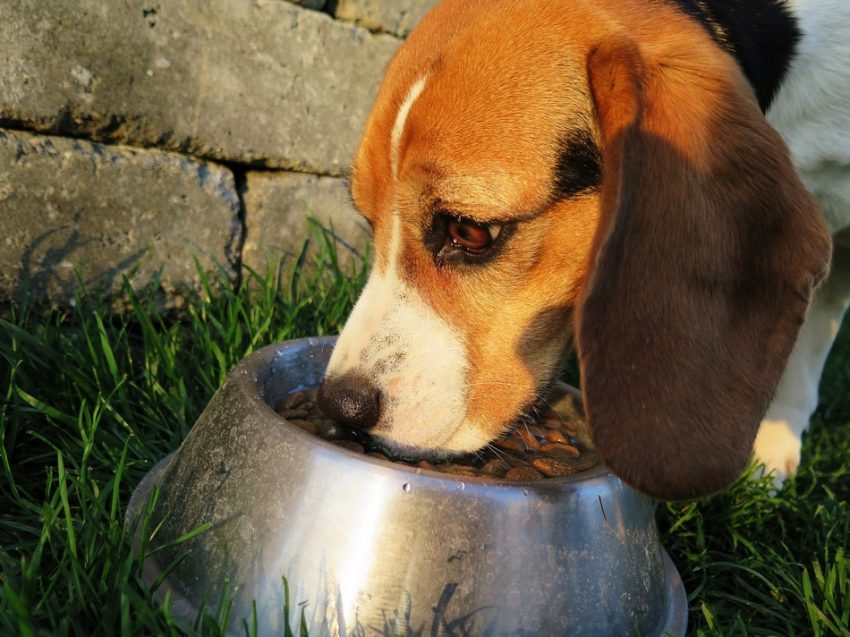 Beagle eating grain-inclusive dog food