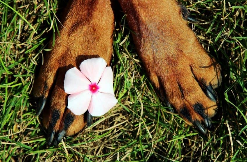 Brittle Nails in Dogs A Common Issue with Many Causes DogVills
