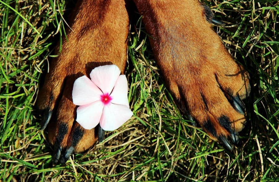 Brittle Nails in Dogs A Common Issue with Many Causes DogVills