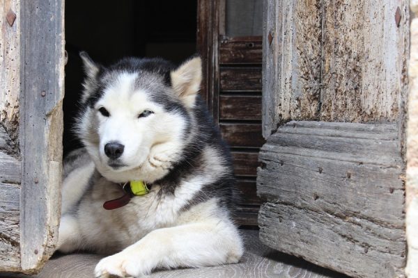 Have you heard the story that Siberian Huskies aren’t loyal to their owners? Find out if there is any truth behind it!