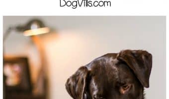 On Tuesday, March 21, 2017, the American Kennel Club announced its annual list of the United States top dog breeds of 2016! See if your favorite made the cut!