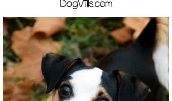 Before you adopt a four-legged furry friend for your family, make sure you check out these 5 things they don’t tell you about having a dog!