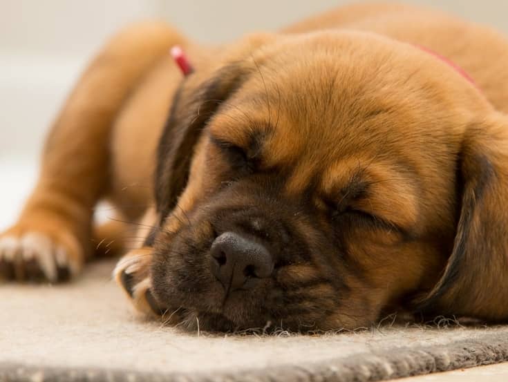 Bloated Puppy - Why it can Happen and What to do About It - http://www