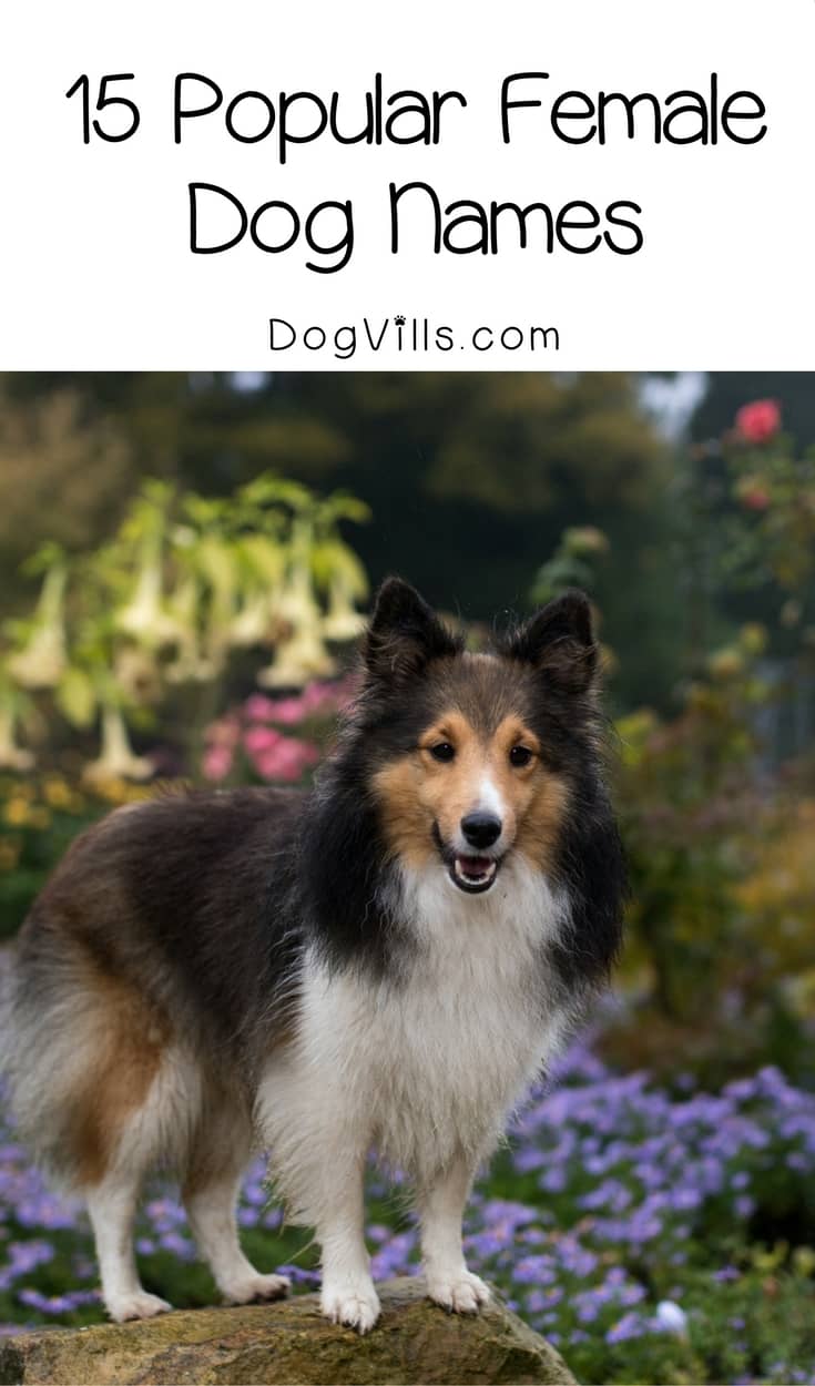 15 Most Popular Female Dog Names For Your New Furry Friend - http://www