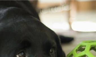 While we can think of a million reasons we never want to leave our pups, some stand out more than others. Check out six reasons you hate leaving your dog at home!