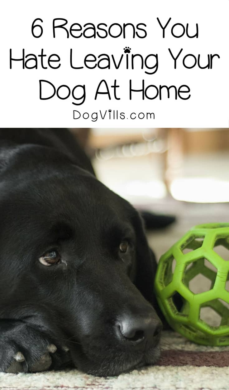 6 Reasons You Hate Leaving Your Dog At Home DogVills