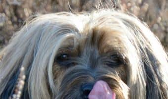 Keep your dogs busy & give them a tasty treat at the same time with these healthy treats you can stuff in a Kong. Read all about it!