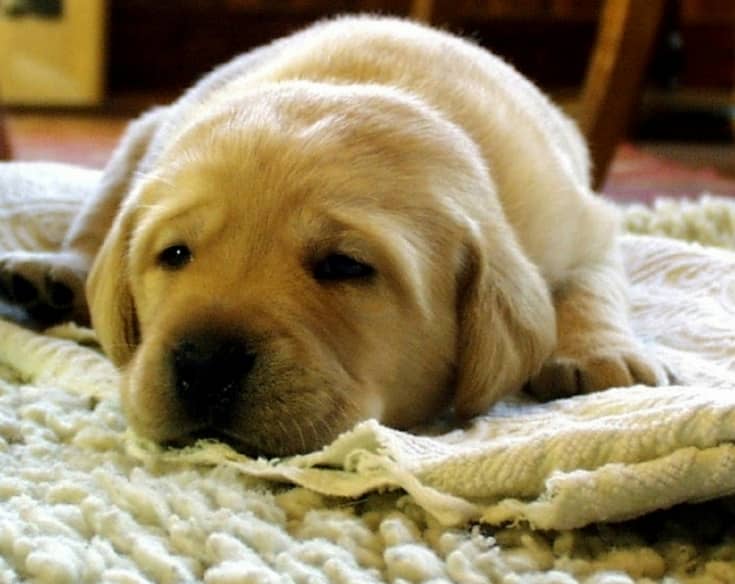 4 Foolproof Steps to Get Rid of Dog Urine Smell in Carpets DogVills