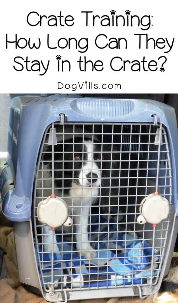 how long can dogs be in a crate