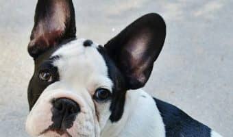 When you see these 3 cutest celebrity dogs on Facebook, you’ll know why they have millions of fans & followers! Take a look!