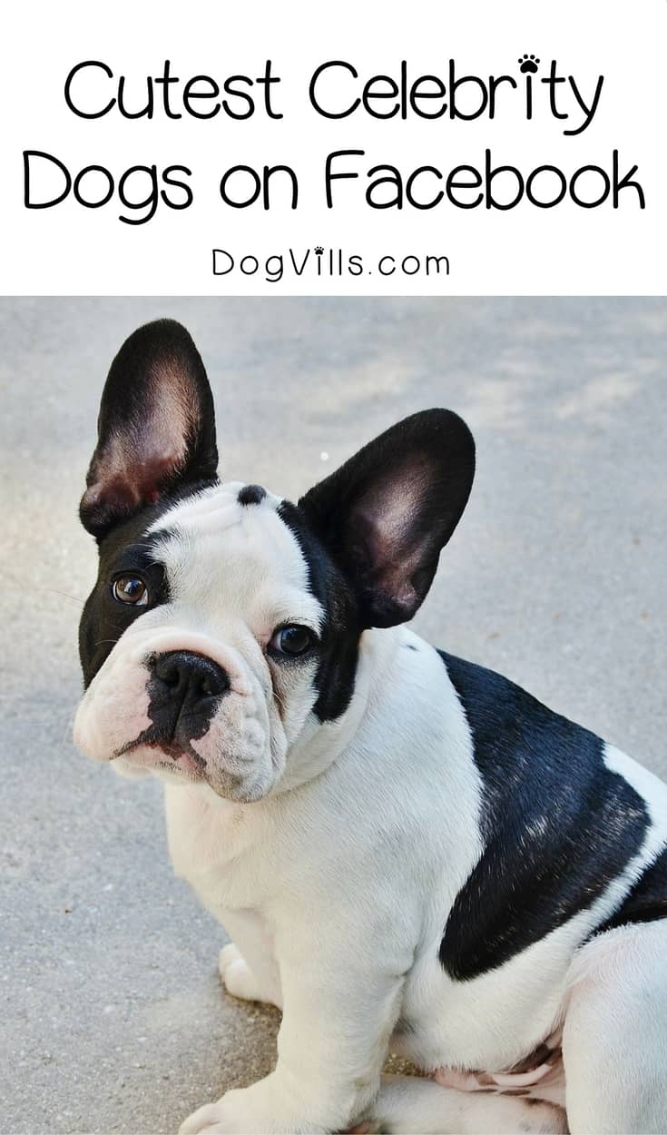 3 Cutest Celebrity Dogs on Facebook DogVills