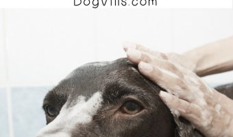 Save time & money by grooming your dog at home. Here’s everything you need to know about it!