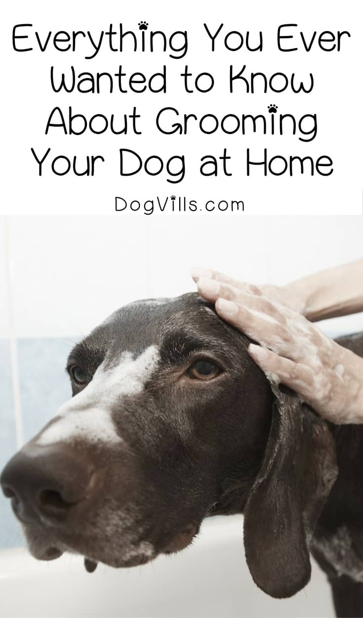 Everything You Need to Know about Grooming Your Dog at Home DogVills