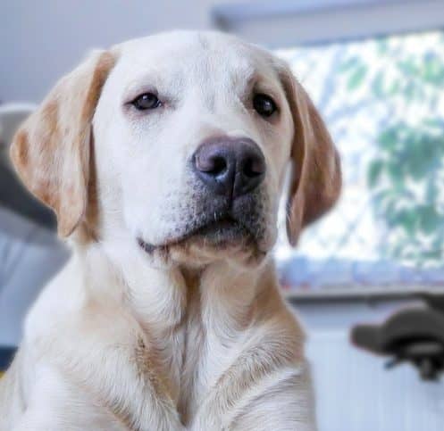 Want Fido to stop trampling everyone who walks through your door? Check out our guide for how to train your dog to greet visitors nicely!