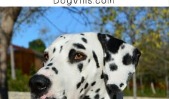 These are by far the five most famous dogs in Disney movies (not counting Pluto and Goofy)! How many of these flicks have you seen!