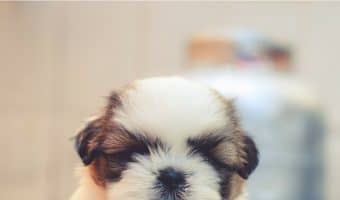 Do you know which shots your puppy needs when? Check out our handy vaccination schedule for new dog parents!