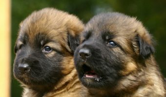 Need a name for your new hund? Check out 11 of the most adorable German girl dog names for your sweet welpe!