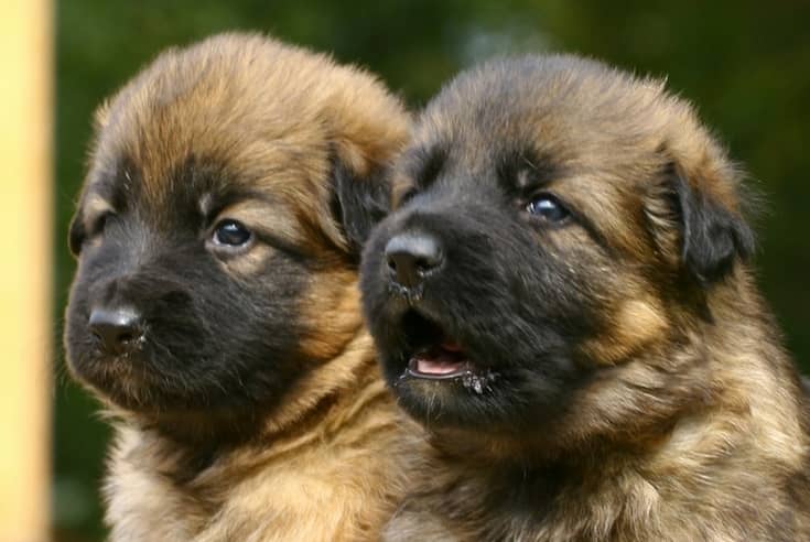 If you're looking for dogs names that mean loyal, you're in luck! We have 59 great names for male and female dogs, plus tips on picking the best name.