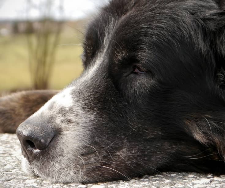 What Should I Watch For In My Senior Dog What Should I Watch For In My Senior Dog