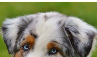 What should you do if your dog humps your baby? Find out the answer to this pet parenting conundrum!