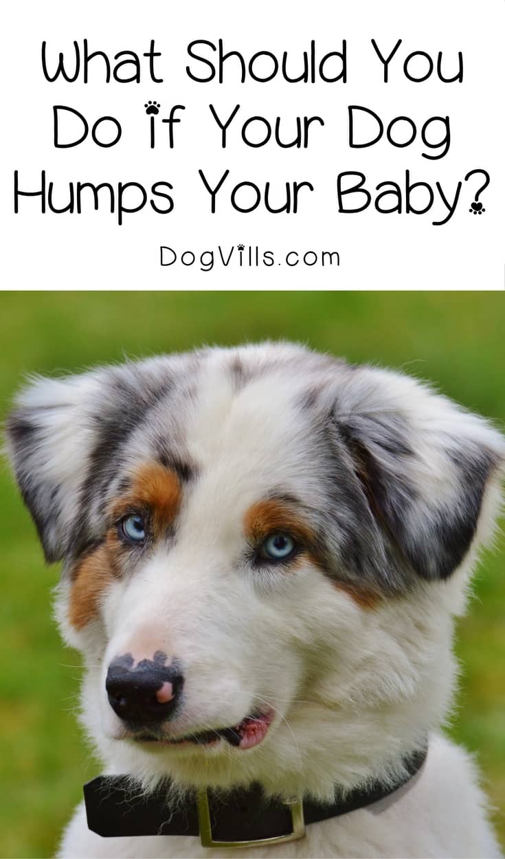 what does it mean when your dog humps you