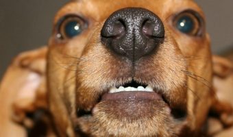 An aggressive puppy is usually an overly playful puppy. Sometimes, an aggressive puppy can be more. Watch for signs that your pup is serious, not playing.