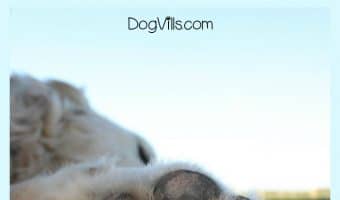 Cleaning paws with baby wipes is one of the easiest, most effective ways of keeping those paws clean. Cleaning paws with baby wipes also reduces allergens.